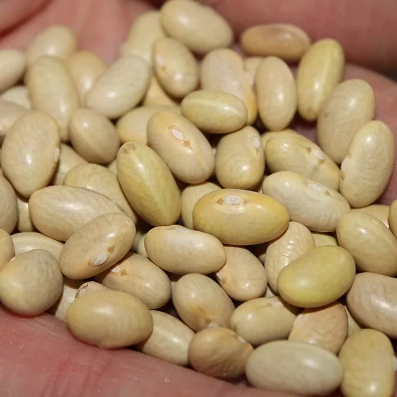 Canary Beans