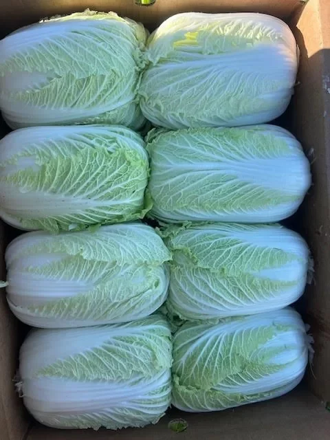 Organic Napa Cabbage United States