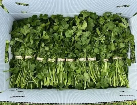 Organic Cilantro United States