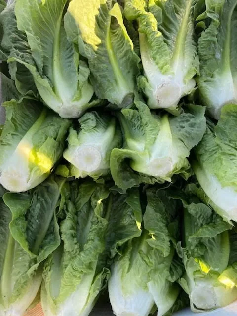 Organic Romaine Lettuce United States