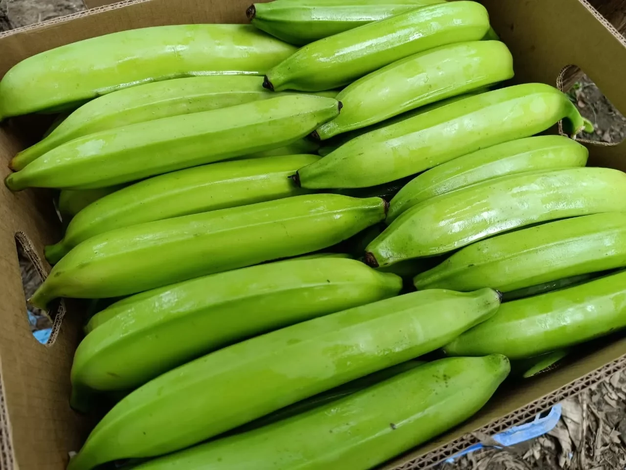 Green Plantains Panama