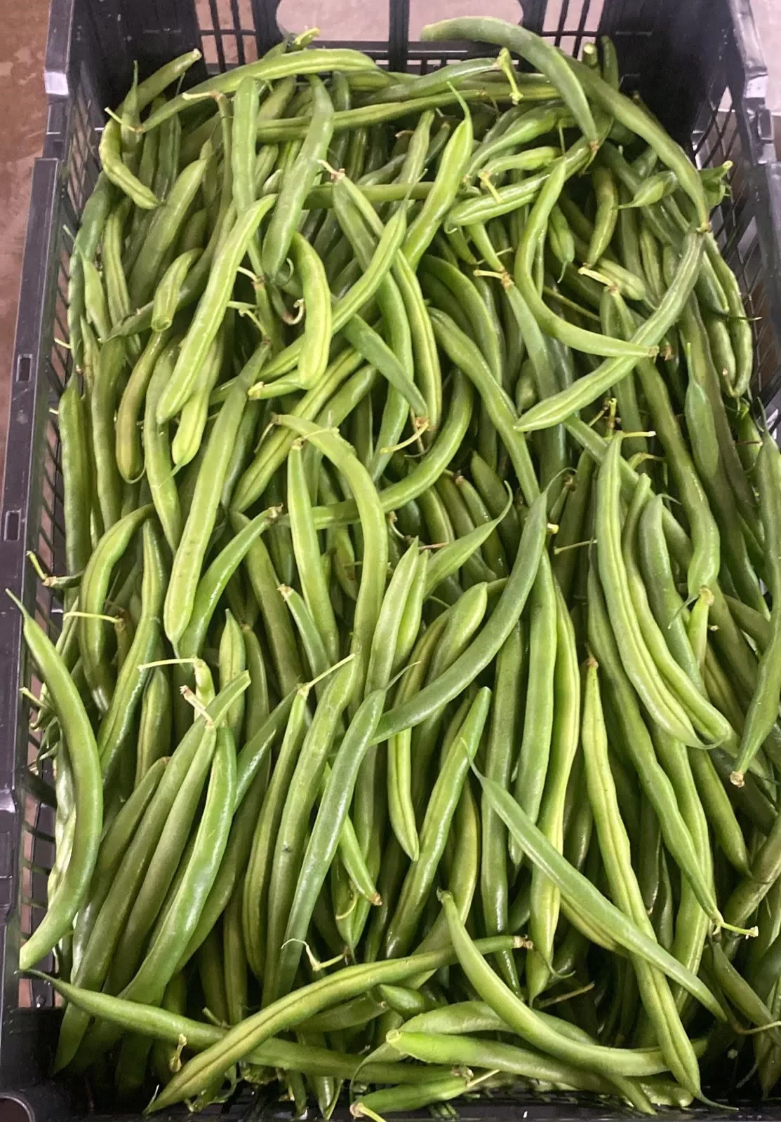 Organic Green Beans United States