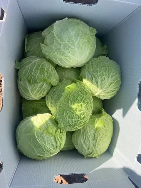 Organic Savoy Cabbage United States