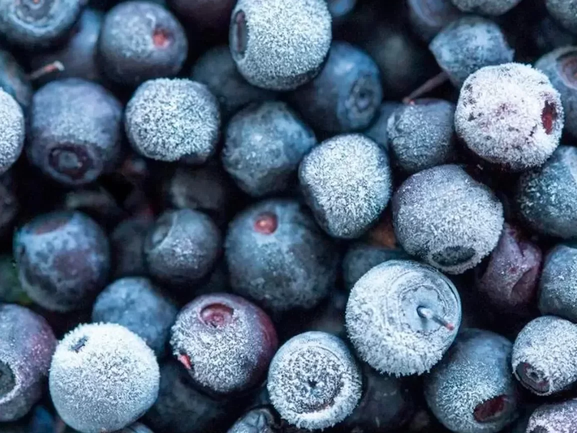 Frozen Blueberries (Grade A & B) Peru