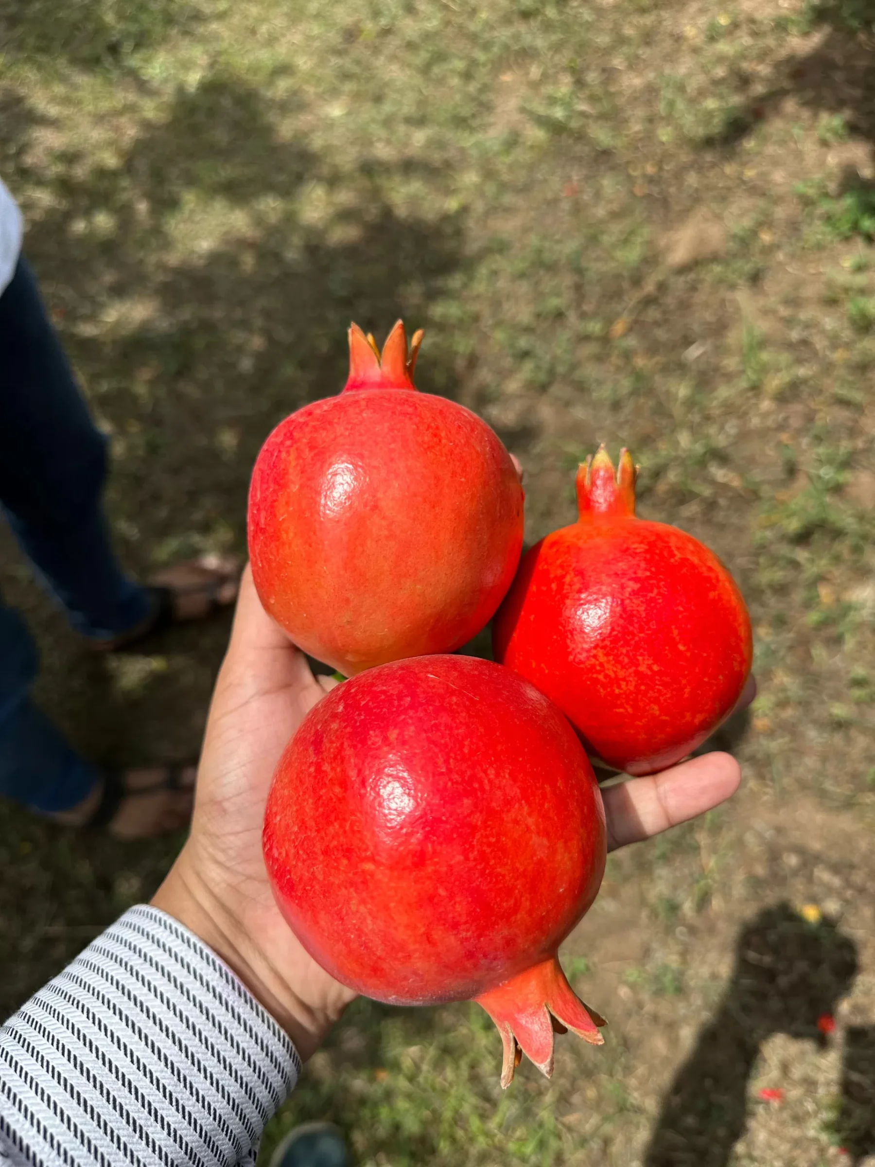 Pomegranate India