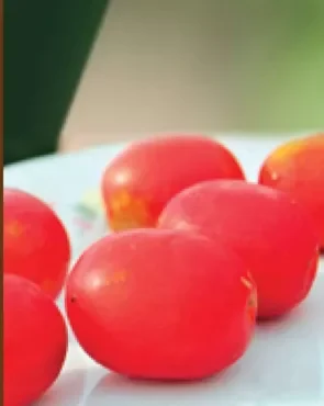 JOCOTE CIRUELA El Salvador
