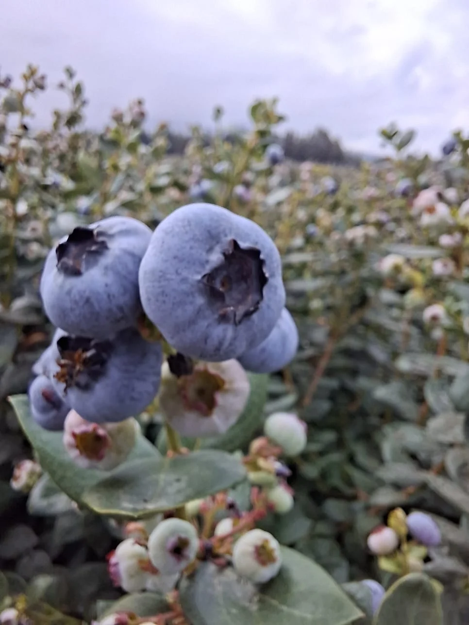 BLUEBERRIES (ARANDANO) Peru
